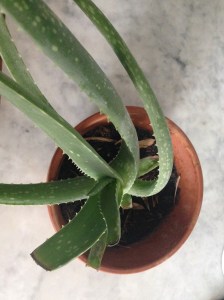 Aloe 1